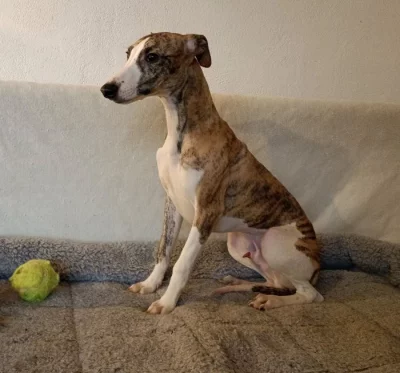 Vipet /Whippet/ - štěňata s PP