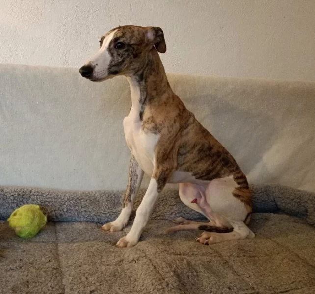 Vipet /Whippet/ - štěňata s PP