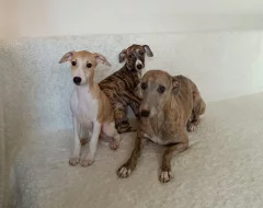 Vipet /Whippet/ - štěňata s PP