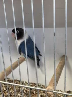 Agapornis škraboškový (Agapornis personatus)