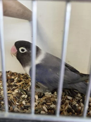 Agapornis škraboškový (Agapornis personatus)