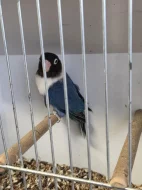 Agapornis škraboškový (Agapornis personatus)