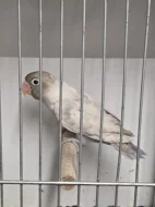 Agapornis škraboškový (Agapornis personatus)