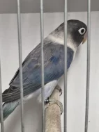 Agapornis škraboškový (Agapornis personatus)