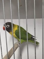 Agapornis škraboškový (Agapornis personatus)