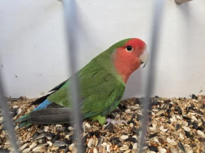 Agapornis růžohrdlý (Agapornis roseicollis)