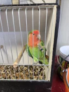 Agapornis růžohrdlý (Agapornis roseicollis)