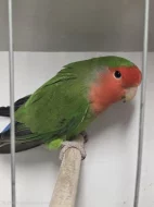 Agapornis růžohrdlý (Agapornis roseicollis)