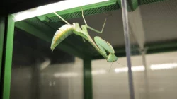 Kudlanky Hierodula Venosa