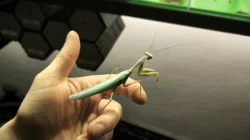 Kudlanky Hierodula Venosa