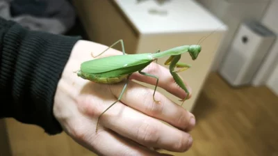 Kudlanky Hierodula Venosa