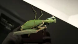 Kudlanky Hierodula Venosa