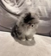 Pomeranian na prodej