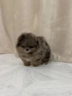 Pomeranian na prodej