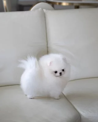 Máme Na Prodej Pomeraniana.