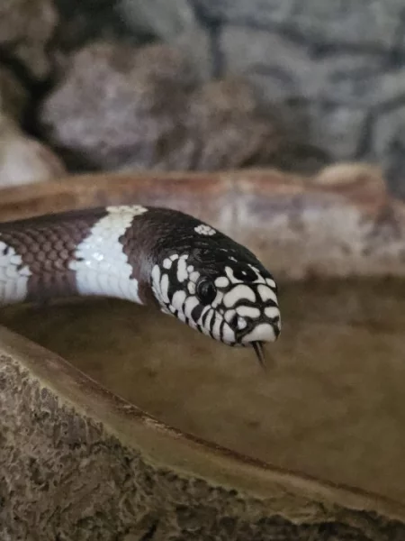 Korálovka kalifornská + možnost terária (Praha)