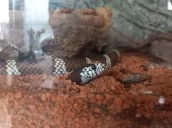 Korálovka kalifornská + možnost terária (Praha)