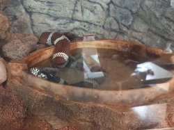 Korálovka kalifornská + možnost terária (Praha)