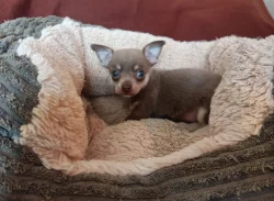 Čivava - štěňátka bez pp