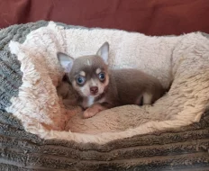 Čivava - štěňátka bez pp