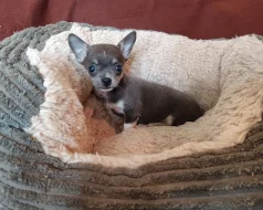 Čivava - štěňátka bez pp