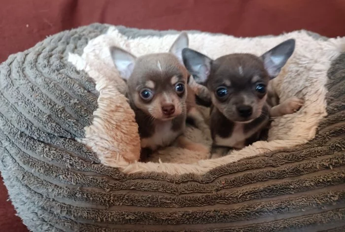 Čivava - štěňátka bez pp