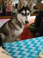 Husky 9 měsíců