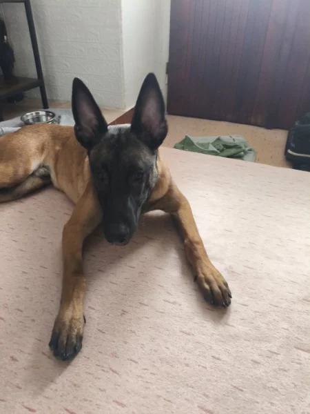 BELGICKÝ OVČÁK- Malinois