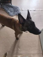 BELGICKÝ OVČÁK- Malinois