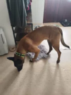 BELGICKÝ OVČÁK- Malinois