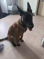 BELGICKÝ OVČÁK- Malinois