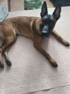 BELGICKÝ OVČÁK- Malinois