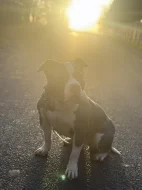 Dobrý den daruji psa do dobrých rukou :Rasa :: American bully