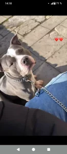 Dobrý den daruji psa do dobrých rukou :Rasa :: American bully