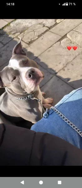 Dobrý den daruji psa do dobrých rukou :Rasa :: American bully