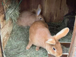 Burgundský králík (již jen samice)