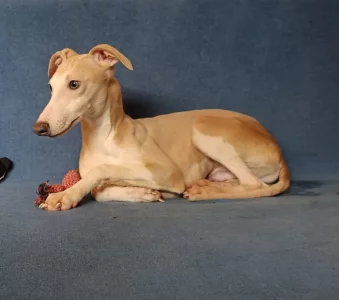 Whippet /Vipet/ - pejsek bez pp