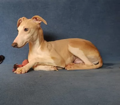 Whippet /Vipet/ - pejsek bez pp