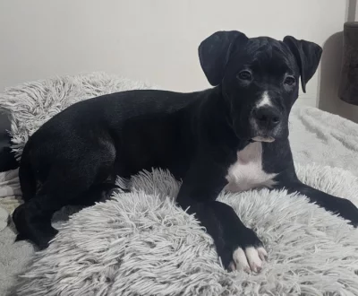 Americký stafordšírský terier