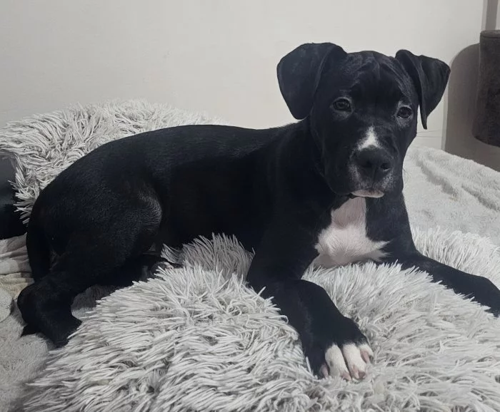 Americký stafordšírský terier