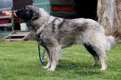 Štěňata šarplaninský pastevecký pes s PP