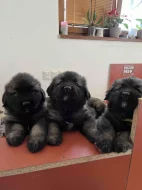 Štěňata šarplaninský pastevecký pes s PP