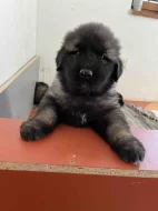 Štěňata šarplaninský pastevecký pes s PP