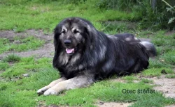 Štěňata šarplaninský pastevecký pes s PP