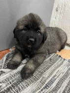 Štěňata šarplaninský pastevecký pes s PP