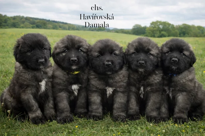 Štěňata šarplaninský pastevecký pes s PP