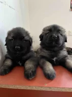 Štěňata šarplaninský pastevecký pes s PP