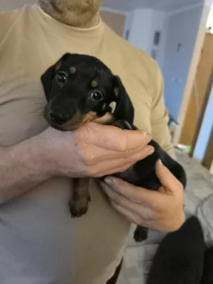 Čistokrevný jezevčík