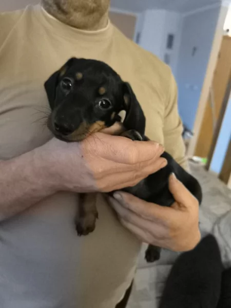 Čistokrevný jezevčík