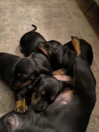 Čistokrevný jezevčík